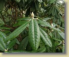 'Mikkeli': leaves and flower bud.
'Mikkeli': lehdet ja kukkanuppu.