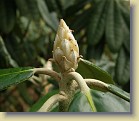 'Mikkeli': flower bud.
'Mikkeli': kukkanuppu.