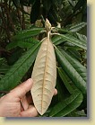 'Mikkeli': leaf underside and flower bud.
'Mikkeli': lehden alapinta ja kukkanuppu.