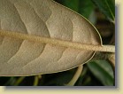 'Mikkeli': leaf underside, light brown indumentum.
'Mikkeli': lehden alapinta, vaalean ruskeaa karvoitusta.