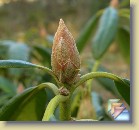 'P.M.A. Tigerstedt' * 
  'P.M.A. Tigerstedt'  / 'Peter Tigerstedt'
  
    
       
        Leaves and flower buds autumn 2008 
        
          
            Parentage:
              
                          brachycarpum  ssp. tigerstedtii  x catawbiense  var. album  'Glass'. 
              Evergreen and Deciduous Rhododendron Breeding Programmes, carried out by the University of Helsinki in collaboration with Arboretum Mustila 1973 - 2000. Programs were led by P.M.A. Tigerstedt.
              H: M. Uosukainen (1974), REG: M. Uosukainen (1996). 
          
          
            Habit:
                         An upright spreading plant. Height 1.6 m in 10 years.
          
          
            Flowers: 
            White with dark blood red spotted blotch.
          
          
            Leaves: 
            Glabrous, dark green.
          
          
            Hardiness: 
                         -33°F, -36°C        
          
          
            Comments: 
           Excellent hardiness. Gets a bit straggly in full shadow but more dense in half shadow.
          
      
        Pictures of flowers are on page 'P.M.A. Tigerstedt'  / 'Peter Tigerstedt'
          Lehtiä ja kukkanuppuja syksyllä 2008 
          
          
                  Perimä:
                        brachycarpum  ssp. tigerstedtii  x catawbiense  var. album  'Glass'. 
              Alppiruusujen ja atsaleojen jalostusohjelmat, Helsingin yliopisto yhteistyössä Mustilan Arboretumin kanssa 1973 - 2000. Ohjelmien johtajana toimi P.M.A. Tigerstedt.
              H: M. Uosukainen (1974), REG: M. Uosukainen (1996).
          
          
                  Kasvutapa:
                  Pystykasvuinen. Korkeus 1,6 m 10 vuodessa.
          
          
            Kukat: 
             Valkoiset tummanvioletilla laikulla.
          
          
            Lehdet: 
            Sileät, tummanvihreät. 
          
          
            Kestävyys: 
             -36°C
          
          
            Kommentit: 
          Erinomainen kestävyys. Kasvaa harottavaksi täydessä varjossa, mutta tuuheaksi puolivarjossa.
          
      
          Kuvia kukinnasta on sivulla 'P.M.A. Tigerstedt' / 'Peter Tigerstedt'
  
   * (13 Slides)