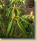 'P.M.A. Tigerstedt' plant #1: leaves and flower buds.
'P.M.A. Tigerstedt' pensas #1: lehdet ja kukkanuput.