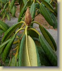 'P.M.A. Tigerstedt' plant #1: leaf underside and flower bud.
'P.M.A. Tigerstedt' pensas #1: lehden alapinta ja kukkanuppu.