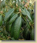 'P.M.A. Tigerstedt' plant #2: leaves and flower buds.
'P.M.A. Tigerstedt' pensas #2: lehdet ja kukkanuput.