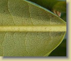 'P.M.A. Tigerstedt' plant #2: leaf underside, scattered brown indumentum.
'P.M.A. Tigerstedt' pensas #2: lehden alapinta, harvaa ruskeaa karvoitusta.