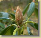 'P.M.A. Tigerstedt' plant #3: flower bud.
'P.M.A. Tigerstedt' pensas #3: kukkanuppu.