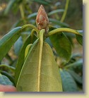 'P.M.A. Tigerstedt' plant #3: leaf underside and flower bud.
'P.M.A. Tigerstedt' pensas #3: lehden alapinta ja kukkanuppu.
