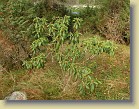 'P.M.A. Tigerstedt' plant #4: a very dry and sunny place close to Juniperus communis bushes. Very small leaves.
'P.M.A. Tigerstedt' pensas #4: erittin kuivalla ja aurinkoisella paikalla katajien lhell. Hyvin pienet lehdet.