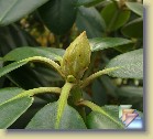 'Pekka' * 
  'Pekka' 
  
    
       
        Leaves and flower buds autumn 2008
        
          
            Parentage:
              
                        brachycarpum  ssp. tigerstedtii  x (smirnowii  Seidel hybrid). 
              Evergreen and Deciduous Rhododendron Breeding Programmes, carried out by the University of Helsinki in collaboration with Arboretum Mustila 1973 - 2000. Programs were led by P.M.A. Tigerstedt.
              I: M. Uosukainen (1999)
          
          
            Habit:
            Roundish and dense. Height 1.8 m in 10 years.
          
          
            Flowers: 
            Light pink with brown spottings.
          
          
            Leaves: 
            Glabrous,  dark green.
          
          
            Hardiness: 
                        -29°F, -34°C    
          
          
            Comments: 
          One of my favourites, wide handsome leaves and dense growth on a large bush. 
          
      
        Pictures of flowers are on page 'Pekka'
        Lehtiä ja kukkanuppuja syksyllä 2008
        
          
                  Perimä:
            brachycarpum  ssp. tigerstedtii  x (smirnowii  Seidel hybrid). 
              Alppiruusujen ja atsaleojen jalostusohjelmat, Helsingin yliopisto yhteistyössä Mustilan Arboretumin kanssa 1973 - 2000. Ohjelmien johtajana toimi P.M.A. Tigerstedt.
              I: M. Uosukainen (1999)
          
          
                  Kasvutapa:
                  Pyöreä, säännöllisen muotoinen. Korkeus 1,8 m 10 vuodessa.
          
          
            Kukat: 
            Hennon vaaleanpunaiset ruskeilla pilkuilla. 
          
          
            Lehdet: 
            Sileät, tummanvihreät. 
          
          
            Kestävyys: 
            -34°C 
          
          
            Kommentit: 
          Yksi suosikeistani, leveät komeat lehdet ja tuuhea kasvu suuressa pensaassa.
          
      
        Kuvia kukinnasta on sivulla 'Pekka'
  
   * (4 Slides)