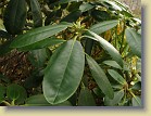 'Pekka': leaves and growth buds.
'Pekka': lehdet ja kasvusilmut.