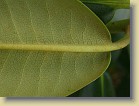 'Pekka': leaf underside, scattered brown indumentum.
'Pekka': lehden alapinta, harvaa ruskeaa karvoitusta.