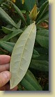 'Pohjola's Daughter': leaf underside and flower bud.
'Pohjolan Tytär': lehden alapuoli ja kukkanuppu. 