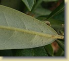 'Pohjola's Daughter': leaf underside,  whitish indumentum.
'Pohjolan Tytr': lehden alapuoli, vaaleaa karvoistusta. 