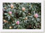 P4131913_impeditum * R. impeditum
Sinialppiruusun nuput aukeamassa / Flower buds opening * 640 x 448 * (88KB)