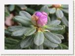 P4131916_impeditum * R. impeditum
Sinialppiruusun nuppu / Flower bud * 640 x 448 * (71KB)