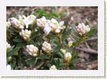 P4184835_impeditum_Alba * R. impeditum
Sinialppiruusun valkoinen muoto / A white form * 640 x 448 * (71KB)