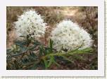 P5151356_tomentosum_subarcticum * R. subarcticum * 640 x 448 * (70KB)