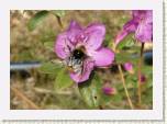 P5182159_kimalainen_ja_ledebourii * R. ledebourii
Kimalainen kukassa / Bumblebee in flower * 640 x 448 * (54KB)