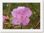P5242182_kasteinen_dauricum * R. dauricum
Aamukasteinen dahurianalppiruusun  kukka / Morning dew * 640 x 448 * (56KB)