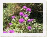 P5055095_russatum * R. russatum
Botanika, Rhododendron Park, Bremen * 641 x 481 * (114KB)