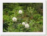 P6126116_Arctic_Tern * 'Artic Tern'
X Ledodendron, Ledum x Rhododendron, trichostromum hybrid?  * 641 x 481 * (100KB)
