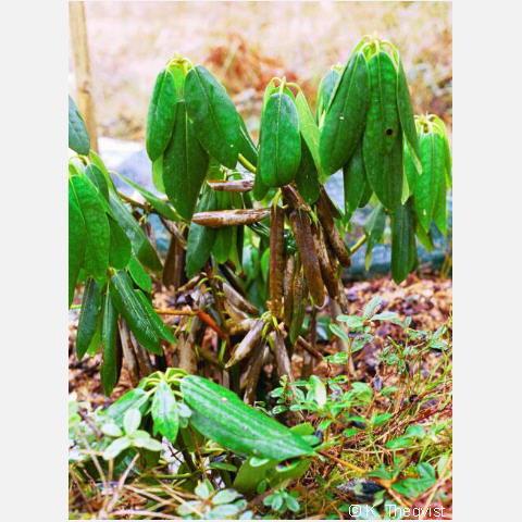 'Grandiflorum' maaliskuussa