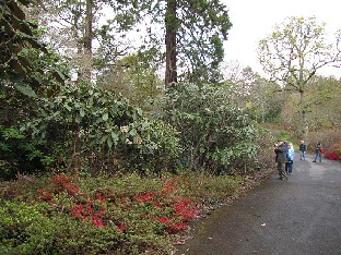 IMG_4391_Exbury_Gardens