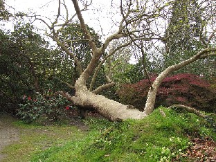 IMG_4409_Platanus_orientalis_Exbury_Gardens Platanus orientalis