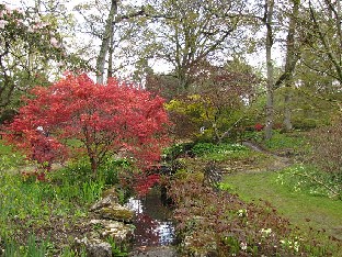 IMG_4428_Acer_palmatum_Corallinum_Exbury_Gardens