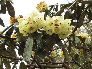 IMG_4435_macabeanum_Exbury_Gardens Rhododendron macabeanum