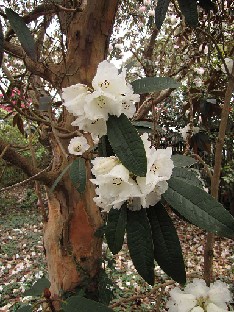 IMG_4473_arboreum_Exbury_Gardens Rhododendron arboreum var. album
