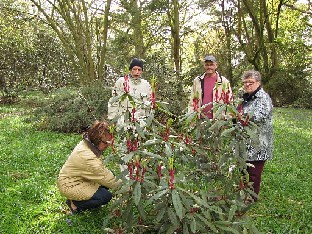 IMG_4753_glichroides_Gores_Wood Rhododendron glichroides