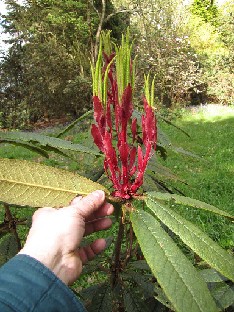 IMG_4757_glichroides_Gores_Wood Rhododendron glichroides