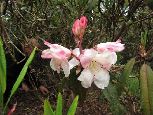 IMG_4762_griffithianum_Gores_Wood_1024pix Rhododendron griffithianum