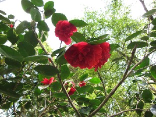 IMG_4766_Camellia_japonica_Blaze_of_Glory_Gores_Wood Camellia japonica 'Blaze of Glory'