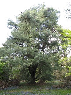 IMG_4775_Pinus_x_holfordiana_Gores_Wood Pinus x holfordiana