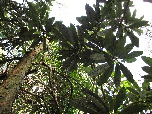 IMG_4779_montroseanum_Gores_Wood Rhododendron montroseanum