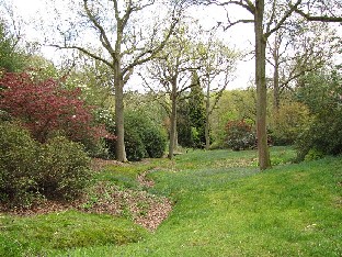 IMG_4927_High_Beeches