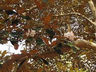 IMG_4931_fulvum_High_Beeches Rhododendron fulvum