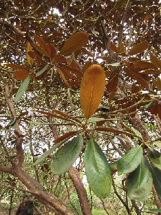 IMG_4933_rex_ssp_arizelum_High_Beeches Rhododendron arizelum