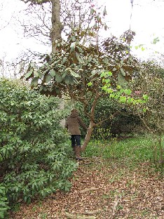 IMG_4949_Little_Jessi_High_Beeches Rhododendron 'Little Jessi'