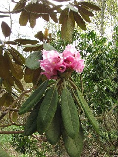 IMG_4950_Little_Jessi_High_Beeches Rhododendron 'Little Jessi'