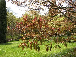 IMG_4956_Acer_palmatum_High_Beeches Acer palmatum