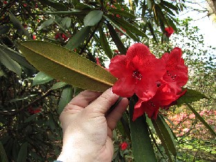 IMG_4968_Matador_High_Beeches Rhododendron 'Matador'