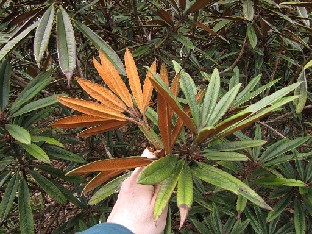 IMG_5017_roxieanum_High_Beeches Rhododendron roxieanum