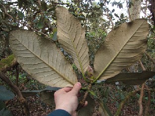 IMG_5032_macabeanum_High_Beeches Rhododendron macabeanum