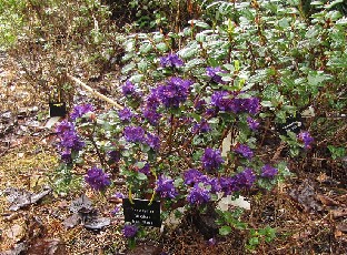IMG_5066_russatum_Blue-Black_Millais Rhododendron russatum 'Blue-Black'