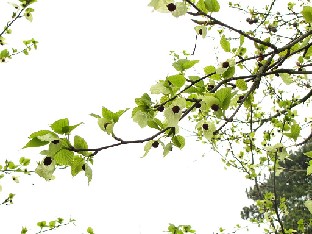 IMG_4785_Davidia_involucrata_vilmoriana_Nymans Davidia involucrata