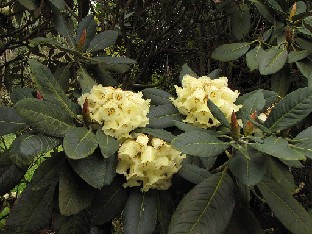 IMG_4800_macabeanum_Nymans Rhododendron macabeanum