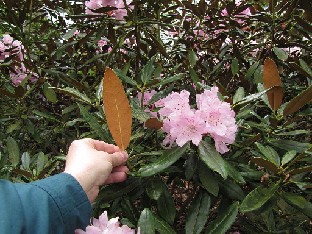 IMG_4835_degrorianum_heptamerum_Ho_Emma_Nymans Rhododendron degronianum subsp. heptamerum 'Ho Emma'